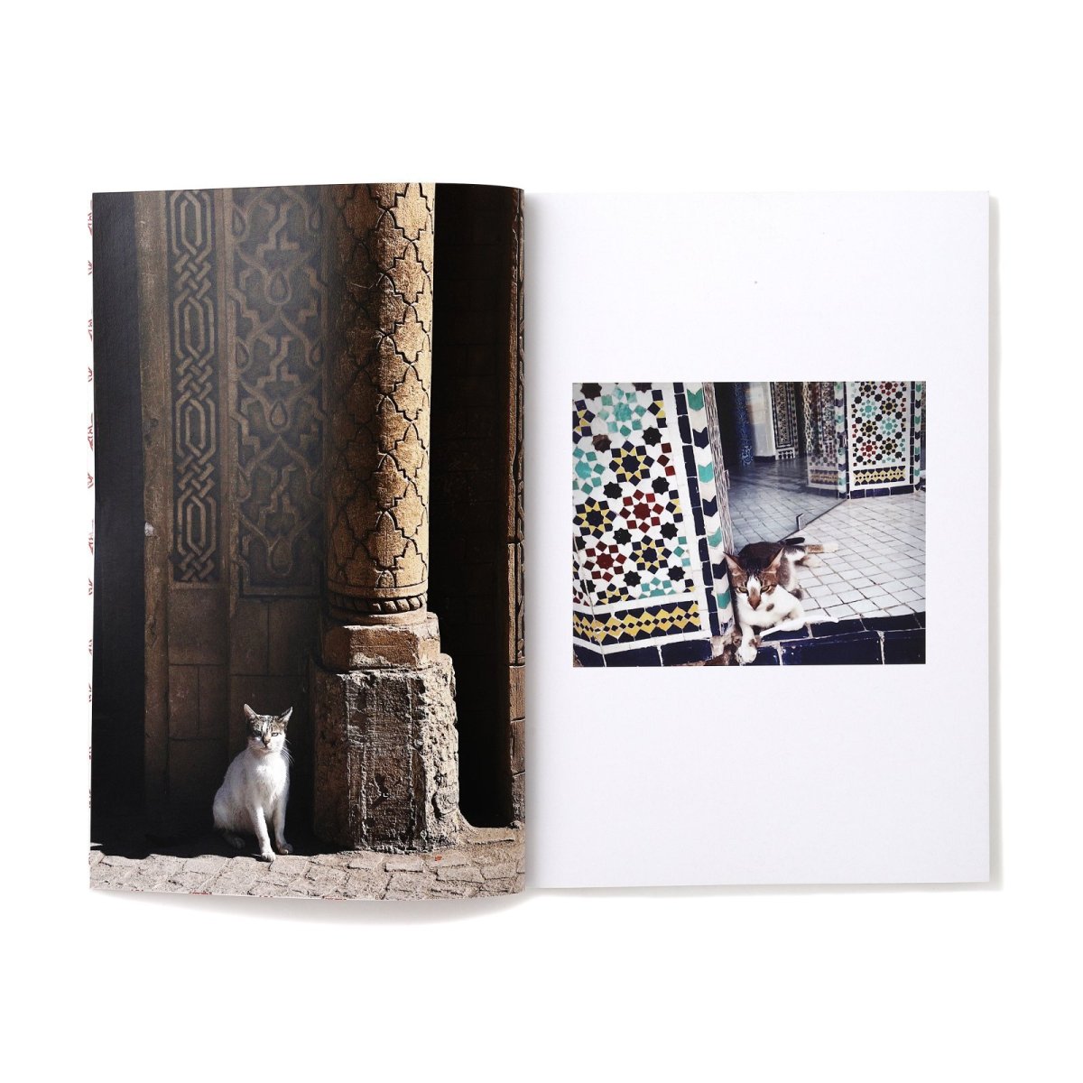 Photo4: 12goshitsu / Cats in Morocco (4)