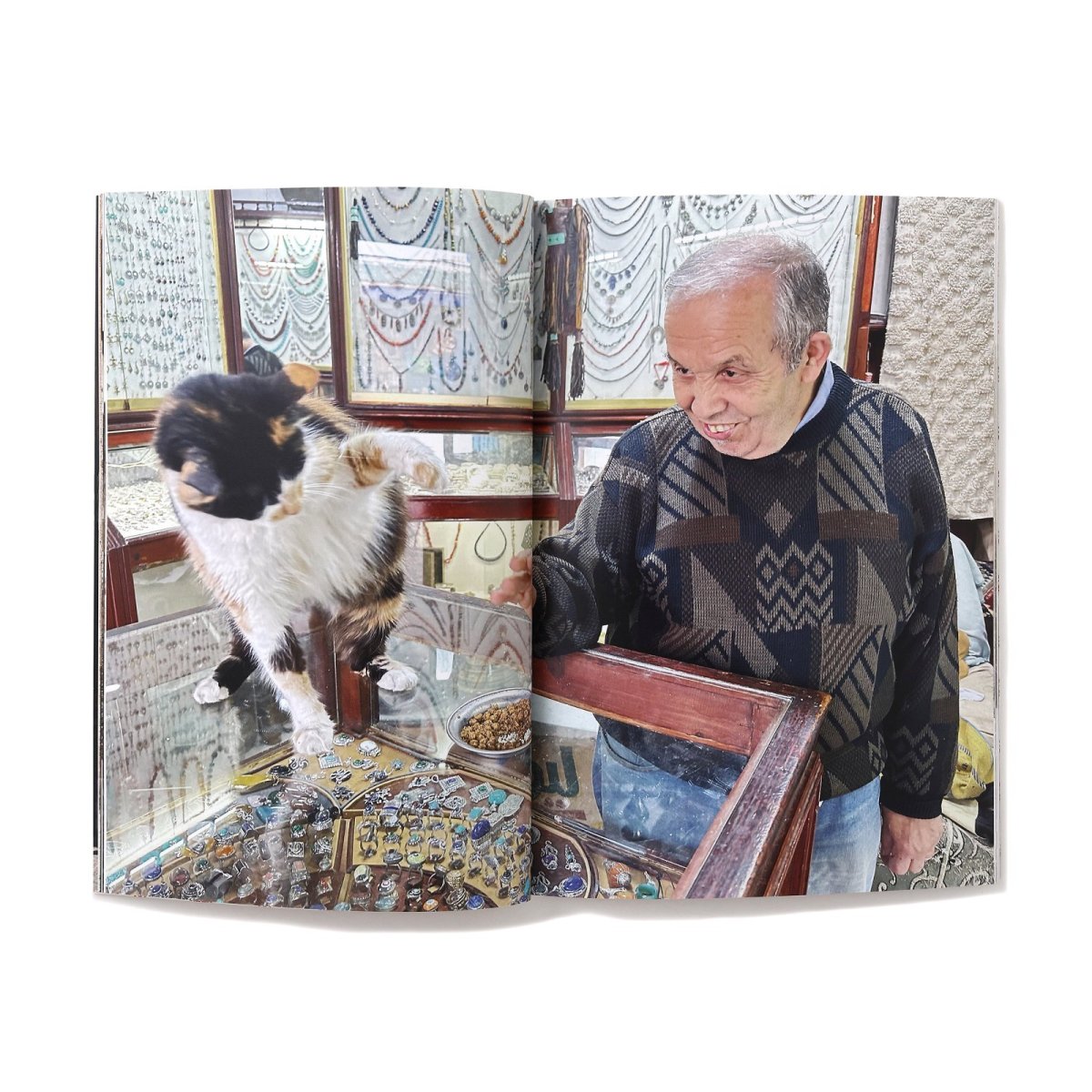 Photo6: 12goshitsu / Cats in Morocco (6)