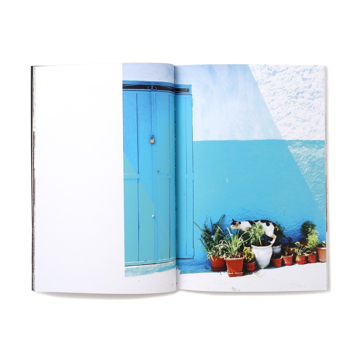 Photo7: 12goshitsu / Cats in Morocco (7)