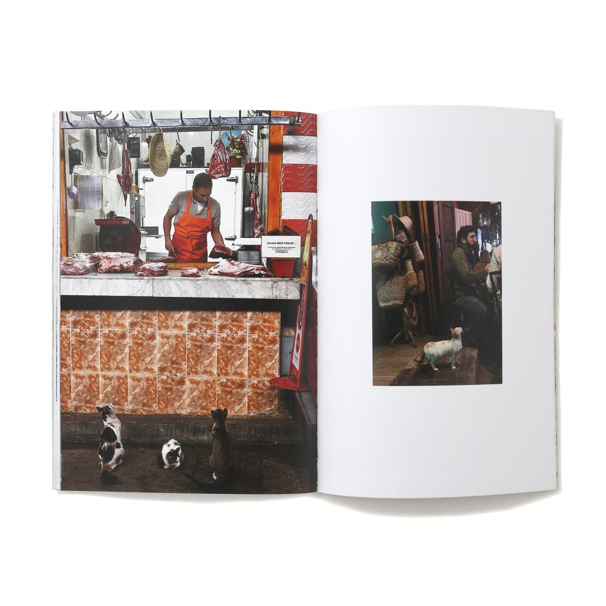 Photo8: 12goshitsu / Cats in Morocco (8)