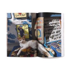Photo9: 12goshitsu / Cats in Morocco (9)