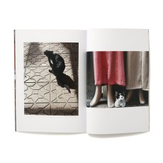 Photo10: 12goshitsu / Cats in Morocco (10)